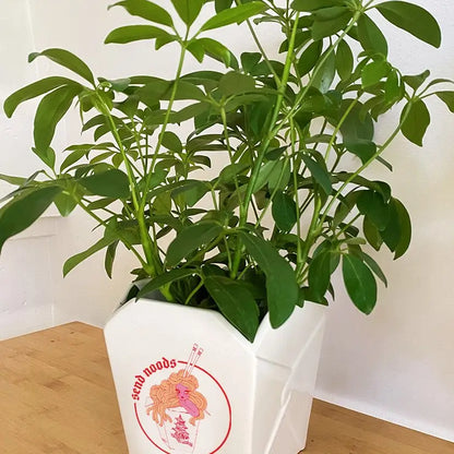 Send Noods Cermanic Take out Planter W/ Plant